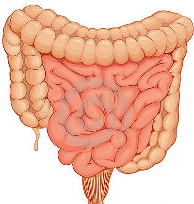 Intestine
